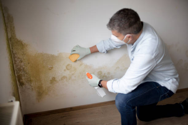 Best Air Quality Testing for Mold Spores  in Cold Spring, KY